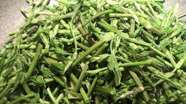 Kilosu 1.000 Euro! T&uuml;rk &Ccedil;ift&ccedil;isi Bunu Ot Diye Atıyor, Avrupa'da Krallar Yiyor