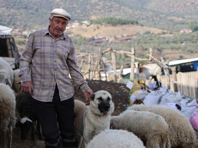 Şap karantinası meraları boşalttı