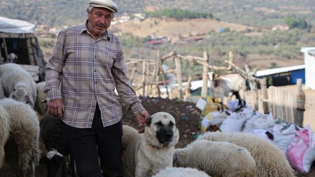 Şap karantinası meraları boşalttı