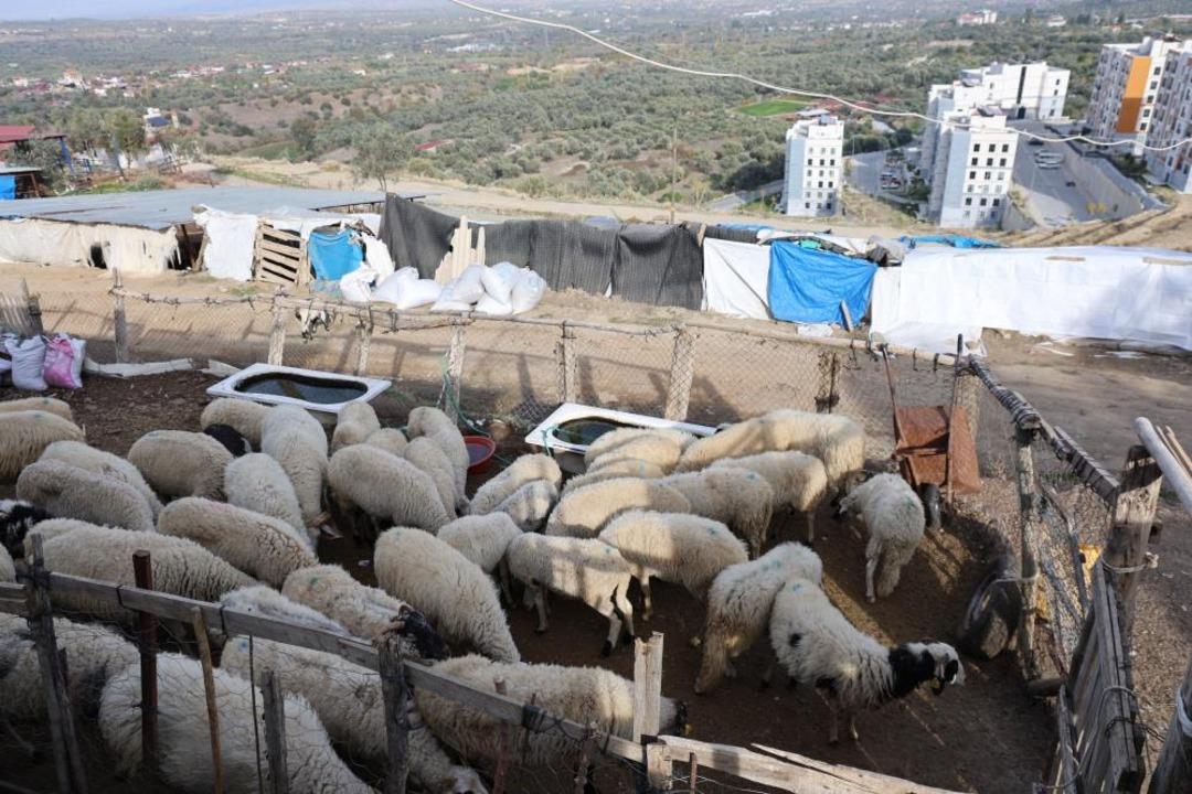 Şap karantinası meraları boşalttı 1