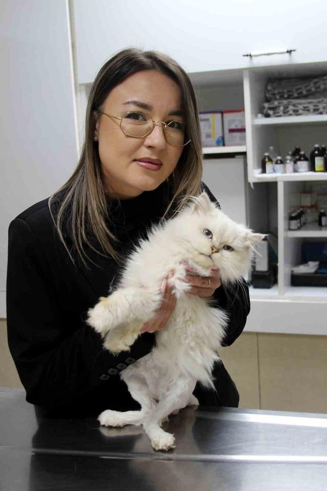 Kedide d&uuml;nyada g&ouml;r&uuml;lmemiş anomali: Başarılı operasyonla sağlığına kavuştu 6