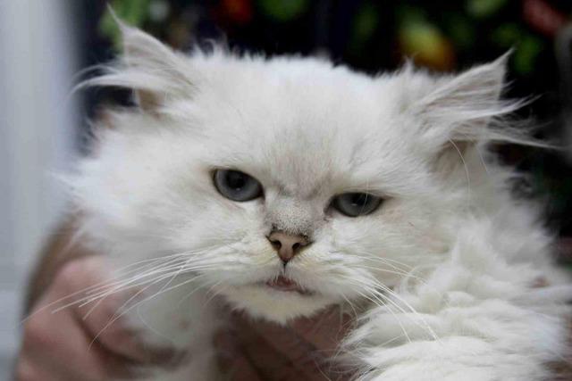 Kedide dünyada görülmemiş anomali: Başarılı operasyonla sağlığına kavuştu 5