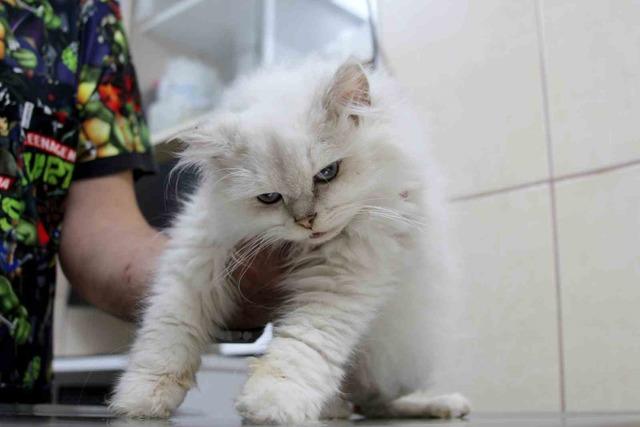 Kedide dünyada görülmemiş anomali: Başarılı operasyonla sağlığına kavuştu 1