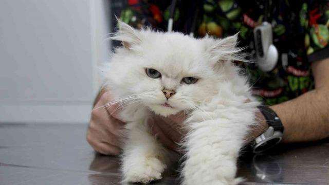 Kedide dünyada görülmemiş anomali: Başarılı operasyonla sağlığına kavuştu