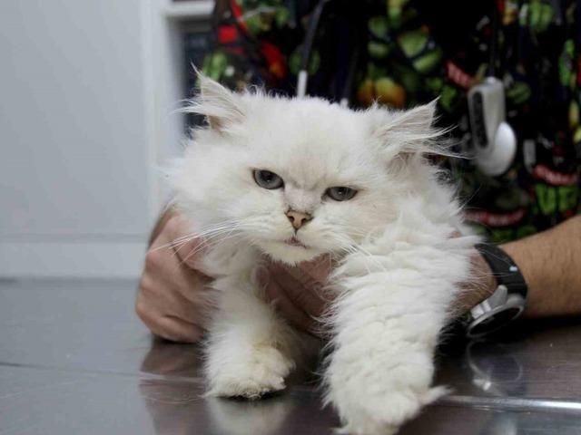 Kedide d&uuml;nyada g&ouml;r&uuml;lmemiş anomali: Başarılı operasyonla sağlığına kavuştu