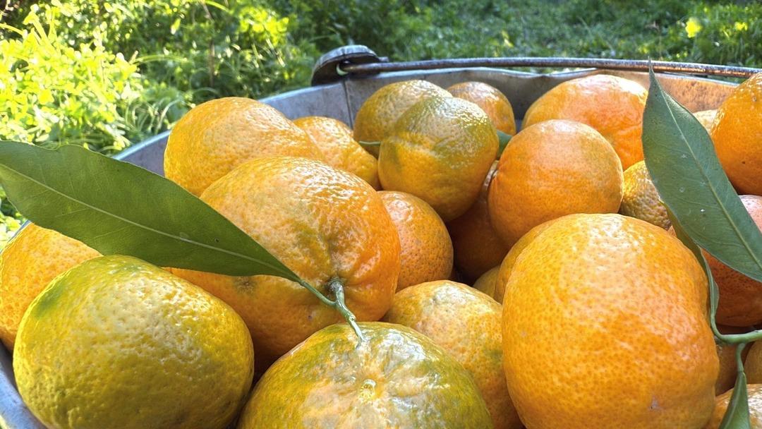 Bahçede 15 TL, manavda 100 TL:  Yiyen bir daha bırakamıyor  9