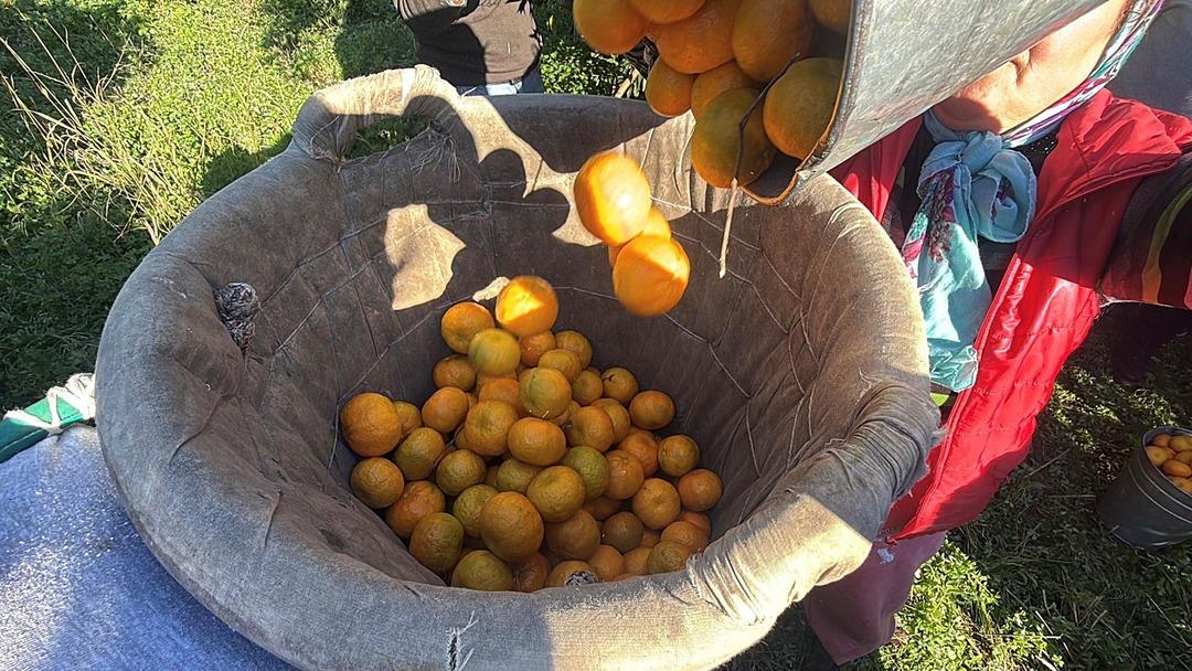 Bahçede 15 TL, manavda 100 TL: Yiyen bir daha bırakamıyor 3