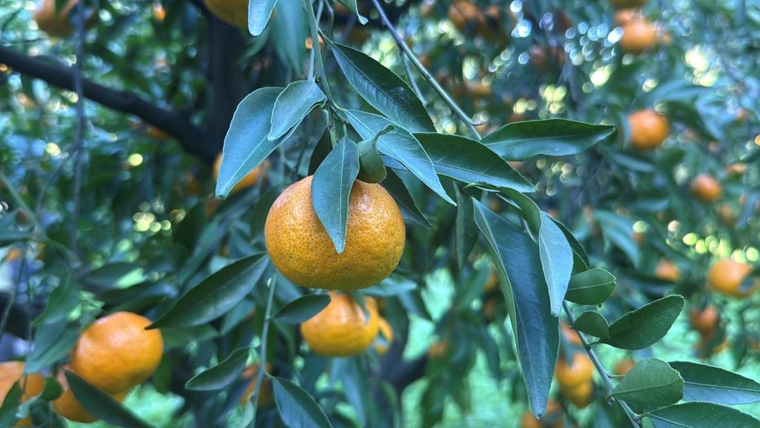 Bahçede 15 TL, manavda 100 TL: Yiyen bir daha bırakamıyor 1