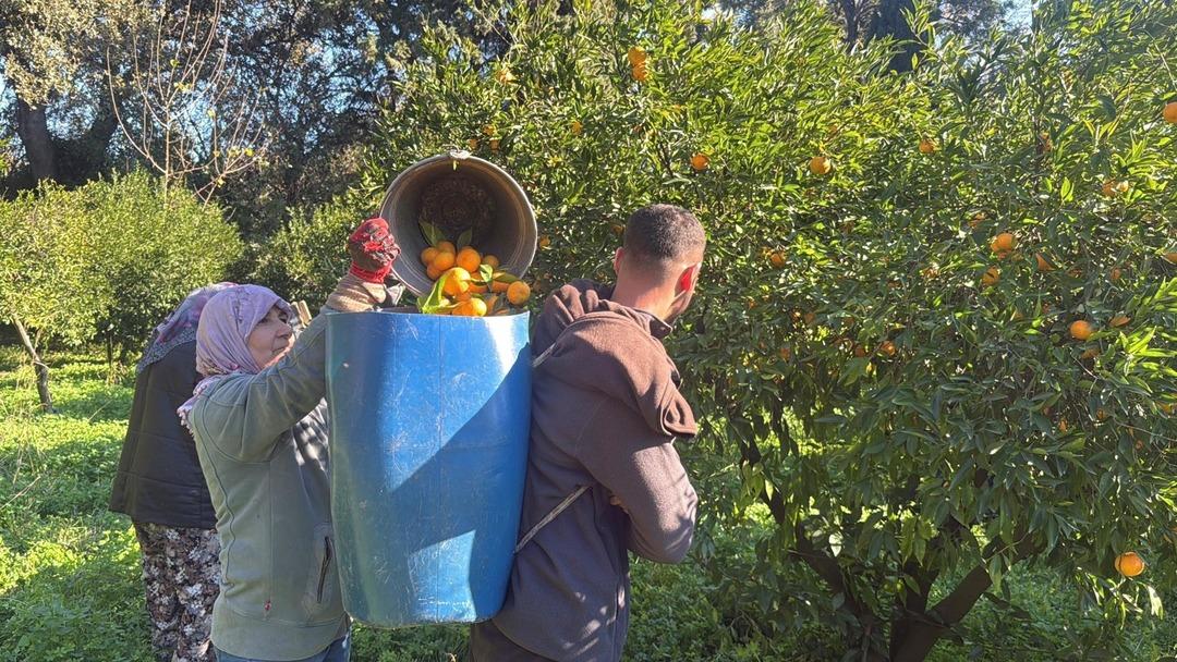 Bahçede 15 TL, manavda 100 TL: Yiyen bir daha bırakamıyor 6