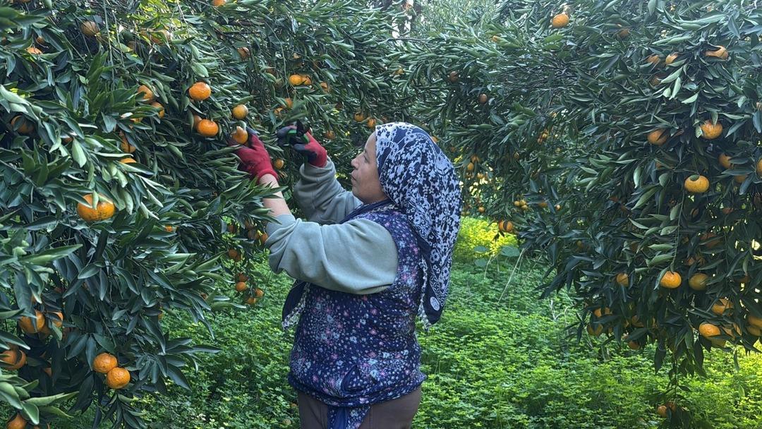 Bahçede 15 TL, manavda 100 TL: Yiyen bir daha bırakamıyor 5