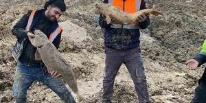 Yer İstanbul... Mavi G&ouml;l&rsquo;de balıklar can &ccedil;ekişiyor! 