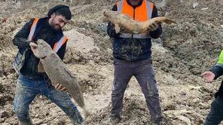 Arnavutköy’de İBB’nin döküm sahasına çevirdiği Mavi Göl’de balıklar can çekişiyor