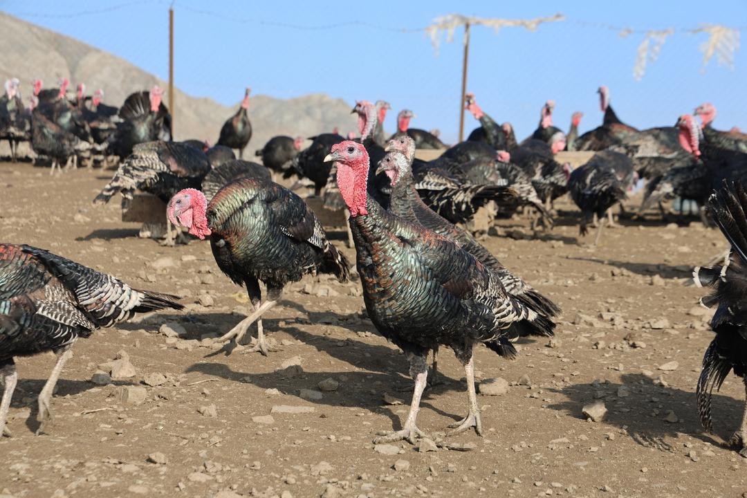 Almanya dan Elazığ a dönüp patron oldu Bilgimiz yoktu, sıfırdan başladık 1