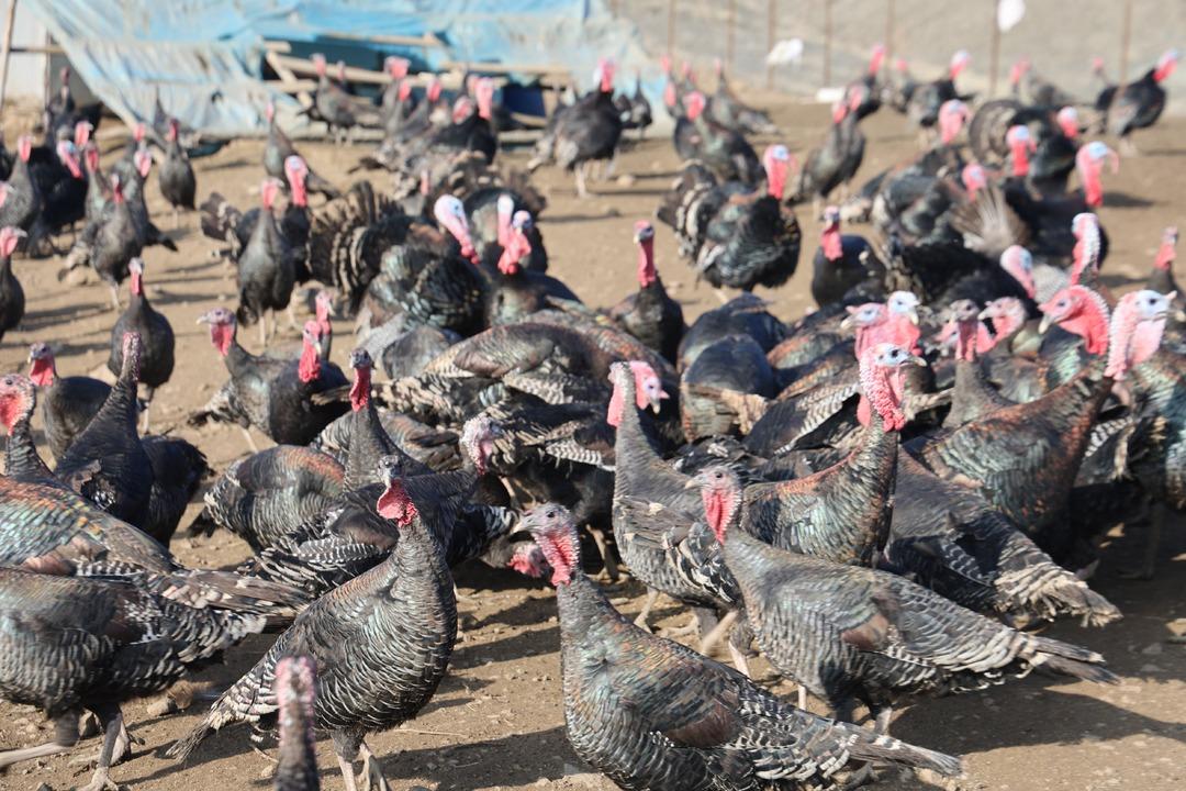 Almanya dan Elazığ a dönüp patron oldu Bilgimiz yoktu, sıfırdan başladık 5