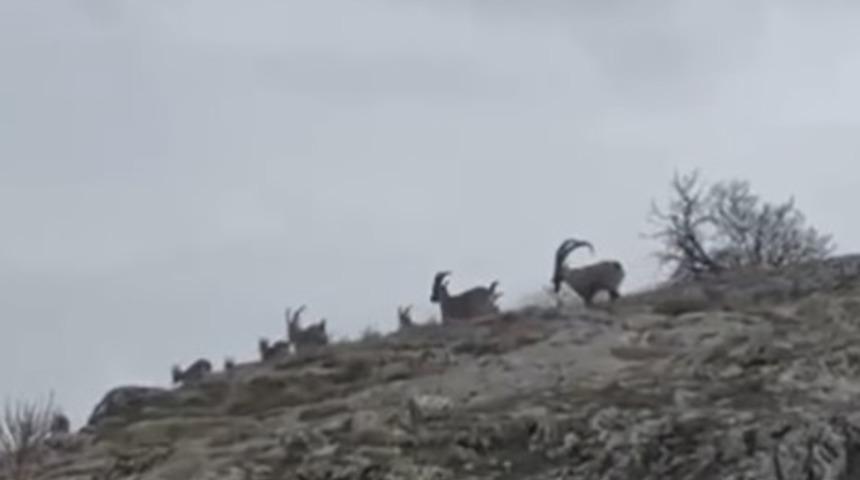 Elazığ&rsquo;da yaban ke&ccedil;ileri s&uuml;r&uuml; halinde g&ouml;r&uuml;nt&uuml;lendi