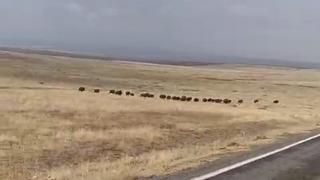 Malazgirt’te domuz sürüsü görüntülendi