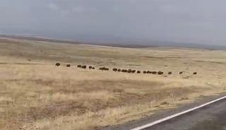 Malazgirt&rsquo;te domuz s&uuml;r&uuml;s&uuml; g&ouml;r&uuml;nt&uuml;lendi