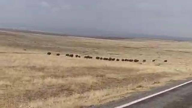 Malazgirt’te domuz sürüsü görüntülendi