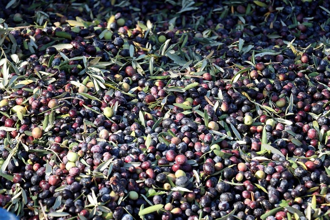 Muhtar tesis kurdu: Mahalleli başka ile gitmekten vazgeçti 5