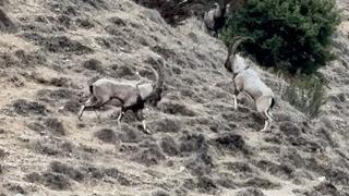 Tunceli’de tekelerin liderlik kavgası kamerada