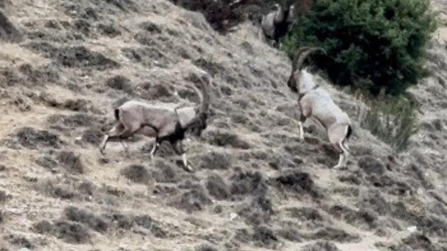 Tunceli’de tekelerin liderlik kavgası kamerada