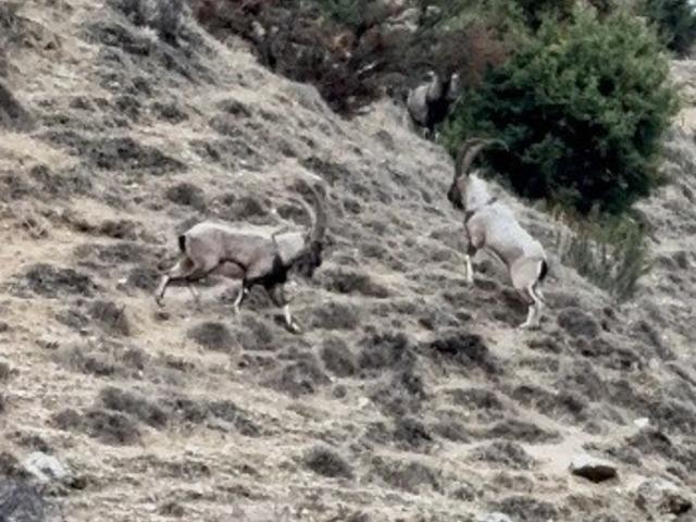 Tunceli&rsquo;de tekelerin liderlik kavgası kamerada