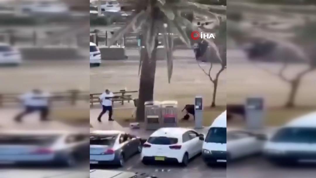 Avustralya, manav Ahmed El Ahmed i konuşuyor: Kendi canını hiçe saydı, kahraman ilan edildi 9