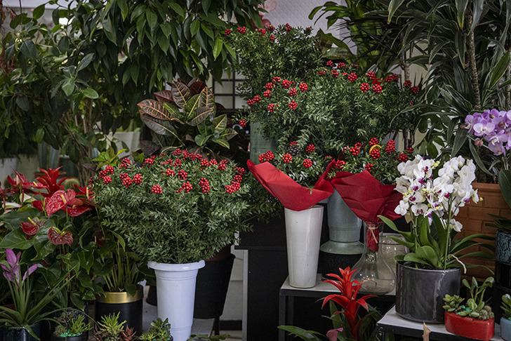 Son 10 yılda yılbaşının simgesi: Kokina çiçeğinin anlamı nedir? Kokina çiçeği bakımı nasıl yapılır? G4