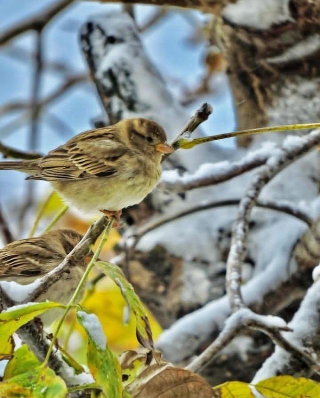 Kahramanmaraşlı doğa tutkunu genç fotokapanla yaban hayatını görüntülüyor 4