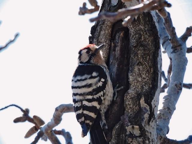 Kahramanmaraşlı doğa tutkunu genç fotokapanla yaban hayatını görüntülüyor 3