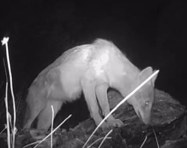 Kahramanmaraşlı doğa tutkunu genç fotokapanla yaban hayatını görüntülüyor 2