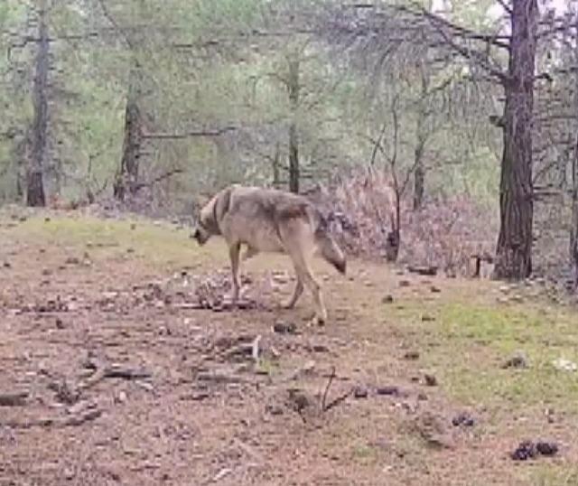 Kahramanmaraşlı doğa tutkunu genç fotokapanla yaban hayatını görüntülüyor 1