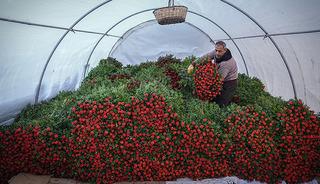 Mevsimi geldi çattı: Almadan önce Kokina çiçeğinin anlamına dikkat!