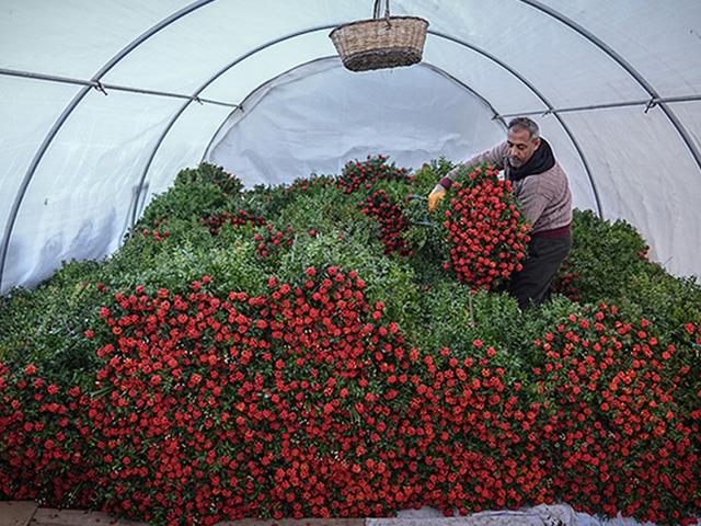 Mevsimi geldi &ccedil;attı: Almadan &ouml;nce Kokina &ccedil;i&ccedil;eğinin anlamına dikkat!