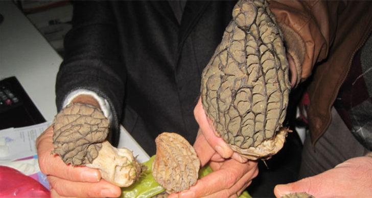 Bir kilosu 600 TL'den alıcı buluyor! G4