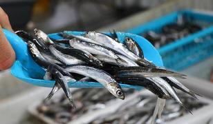 Kilogramı 100 liradan satılıyor! "Ge&ccedil;en sene palamuttan yana y&uuml;z&uuml;m&uuml;z g&uuml;ld&uuml;, bu sene de hamsiden"