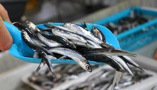 Kilogramı 100 liradan satılıyor! "Geçen sene palamuttan yana yüzümüz güldü, bu sene de hamsiden"