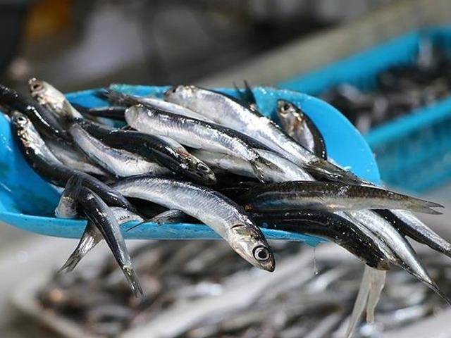 Kilogramı 100 liradan satılıyor! "Geçen sene palamuttan yana yüzümüz güldü, bu sene de hamsiden"