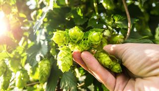 Dünyanın en pahalı sebzesi: Çöpe gidiyor!