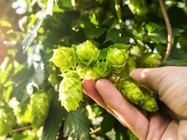 D&uuml;nyanın en pahalı sebzesi: &Ccedil;&ouml;pe gidiyor!