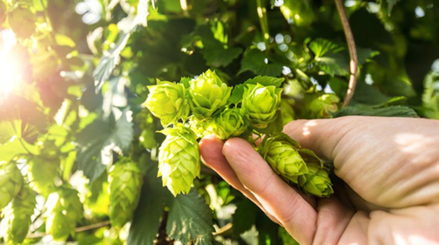 Dünyanın en pahalı sebzesi: Türkiye'de çöpe gidiyor! Avrupa'da kilosu 1.000 avroya satılıyor 