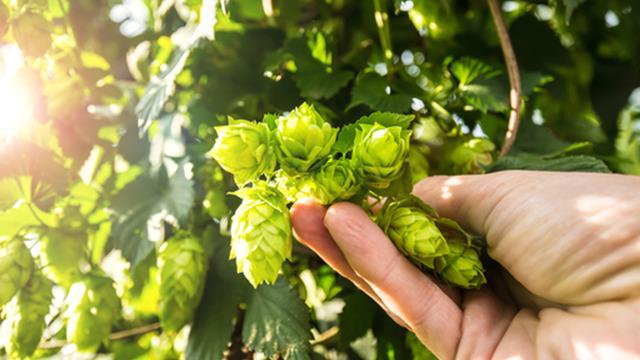 Dünyanın en pahalı sebzesi: Türkiye'de çöpe gidiyor! Avrupa'da kilosu 1.000 avroya satılıyor 