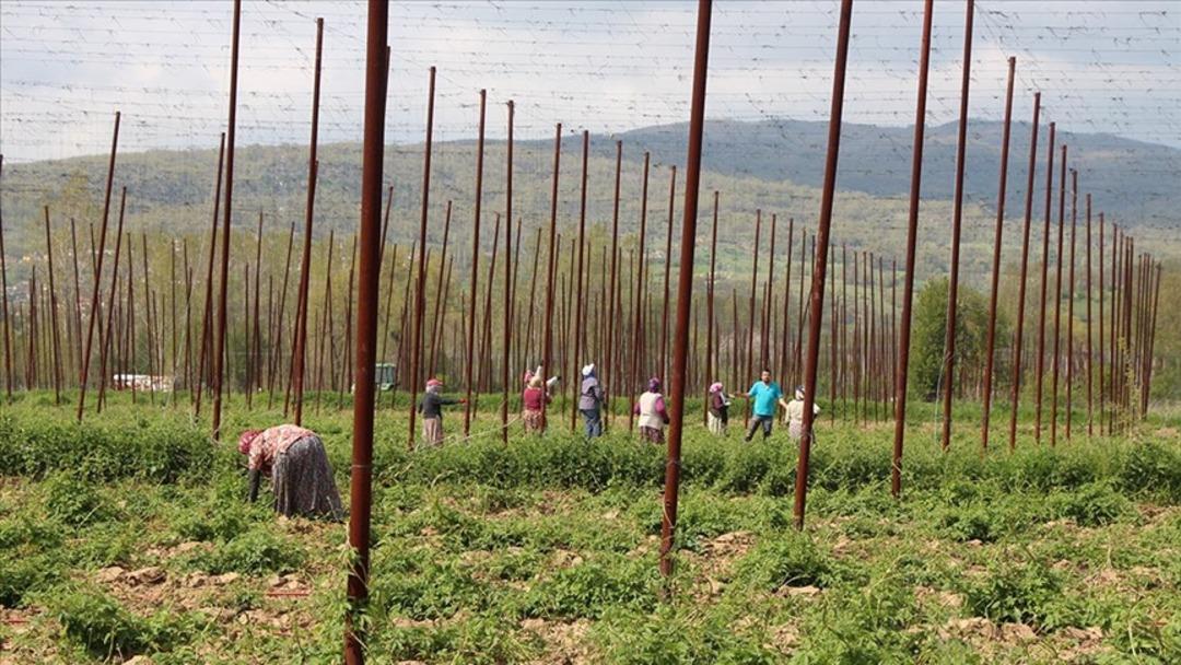 Dünyanın en pahalı sebzesi: Türkiye de çöpe gidiyor! Avrupa da kilosu 1.000 avroya satılıyor 3
