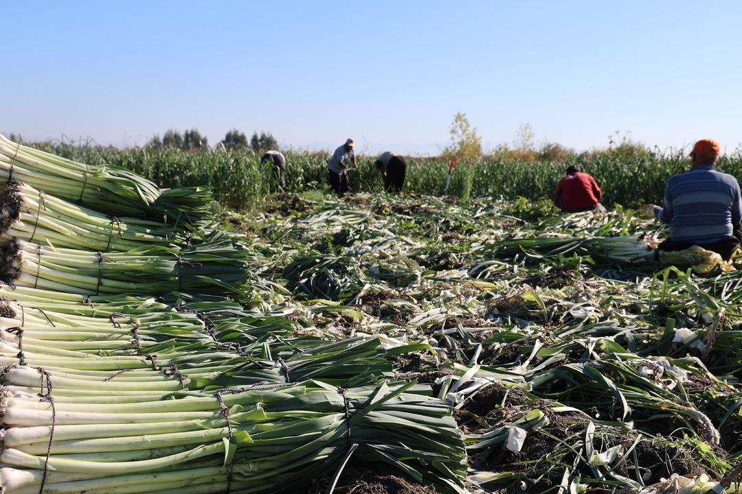 60 ton hasat yapılacak: Kokusu üzerimizden çıkmıyor 1