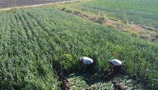 60 ton hasat yapılacak: 'Kokusu üzerimizden çıkmıyor'  