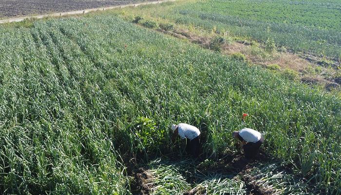 60 ton hasat yapılacak: 'Kokusu &uuml;zerimizden &ccedil;ıkmıyor'  