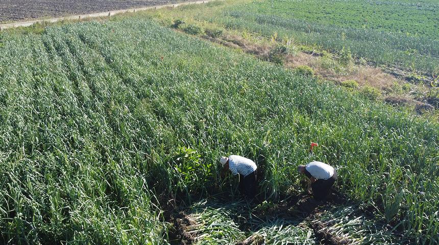 60 ton hasat yapılacak: 'Kokusu üzerimizden çıkmıyor'  