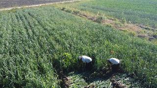 Kokusu üzerlerinden çıkmıyor! 60 ton hasat yapacaklar