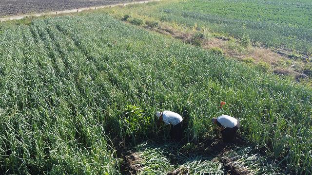 Kokusu üzerlerinden çıkmıyor! 60 ton hasat yapacaklar