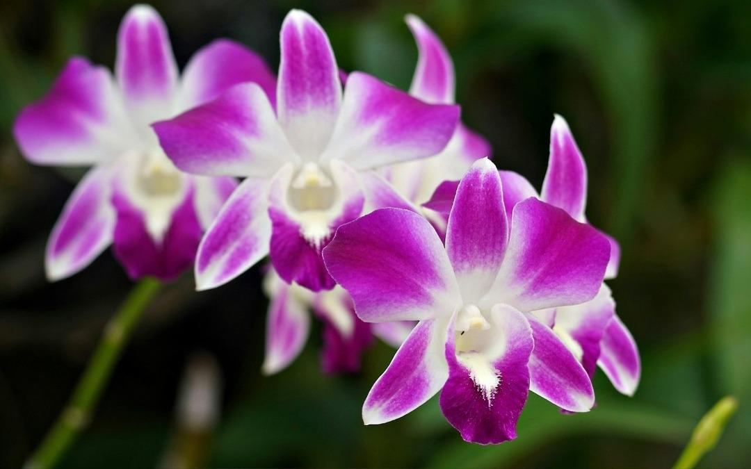 1 d&ouml;n&uuml;m&uuml; bile yetiyor: Ekenin  k&ouml;şeyi d&ouml;nd&uuml;ğ&uuml;  mor hazine!  2